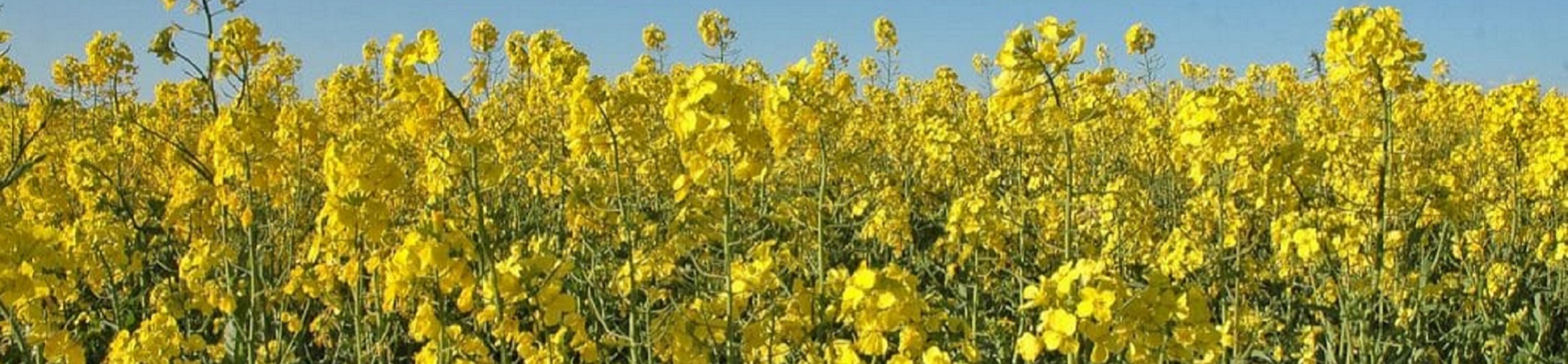 canola-1920x450_es0j7m05nagw.jpg
