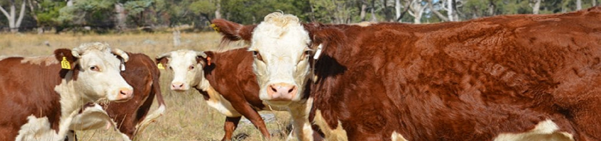 cattle-1920x450_k0mwqyo37vnq.jpg