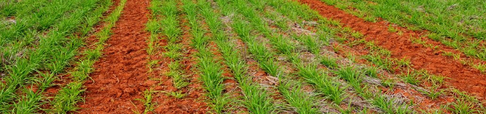red-dirt-1920x450_15joxtu24uiz6.jpg